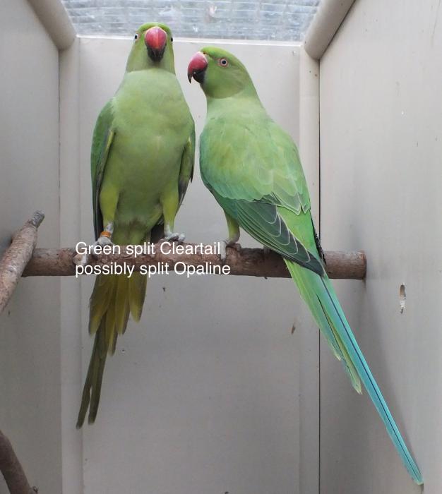 OPALINE AND CLEARTAIL INDIAN RINGNECKS