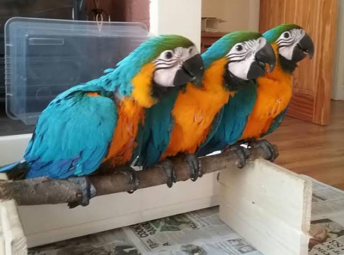 Blue and gold macaws 1 left