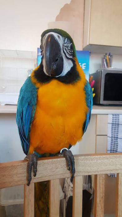 Blue and gold macaw male 