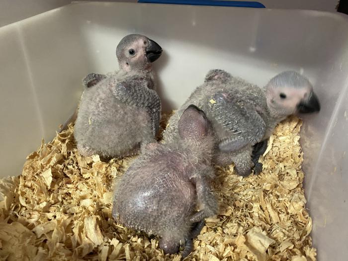 Baby African grey hand raised tams very good with Kids 