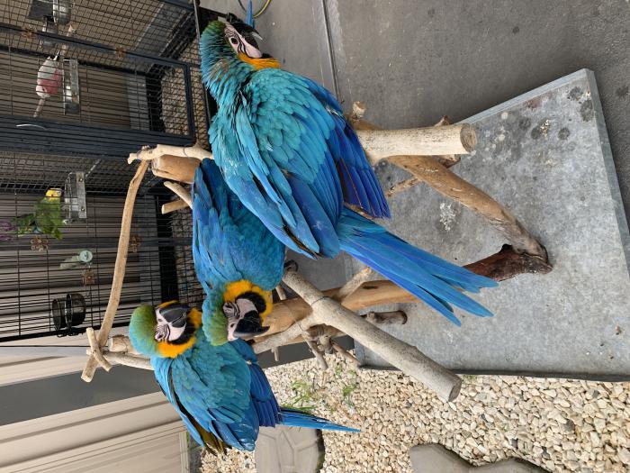 Baby Blue & Gold Macaws  - Tame - Friendly - 