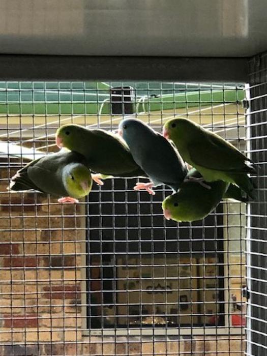 Parrotlets Green and Blue