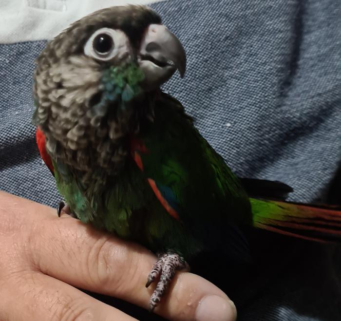 Hand raised Pearly Conure