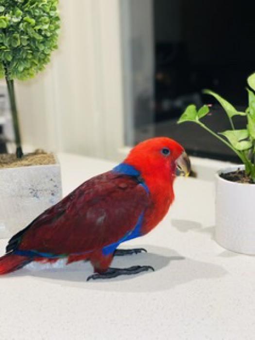 Grand Female Baby Eclectus