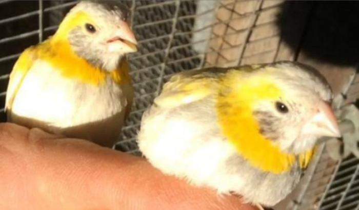 Pied Cuban Finches for Sale