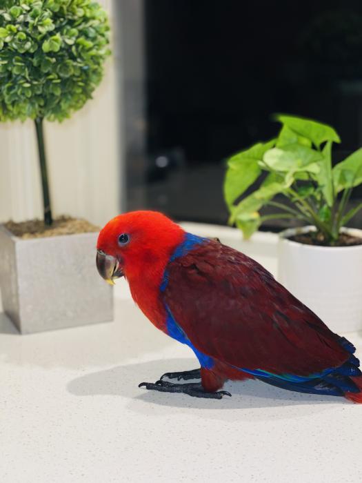 Grand Female Baby Eclectus - $1000