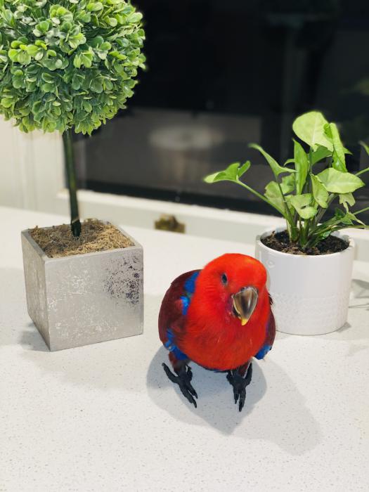 Grand Female Baby Eclectus - $1000