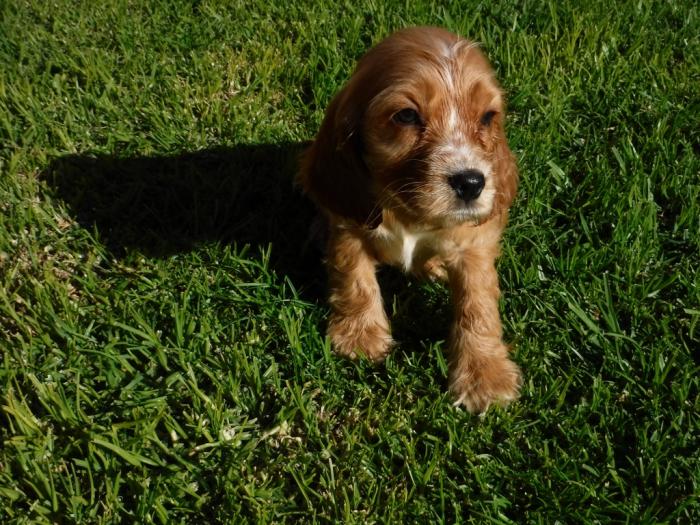 cocker spaniel pups - Dogs for Sale & Free to a Good Home | PetLink