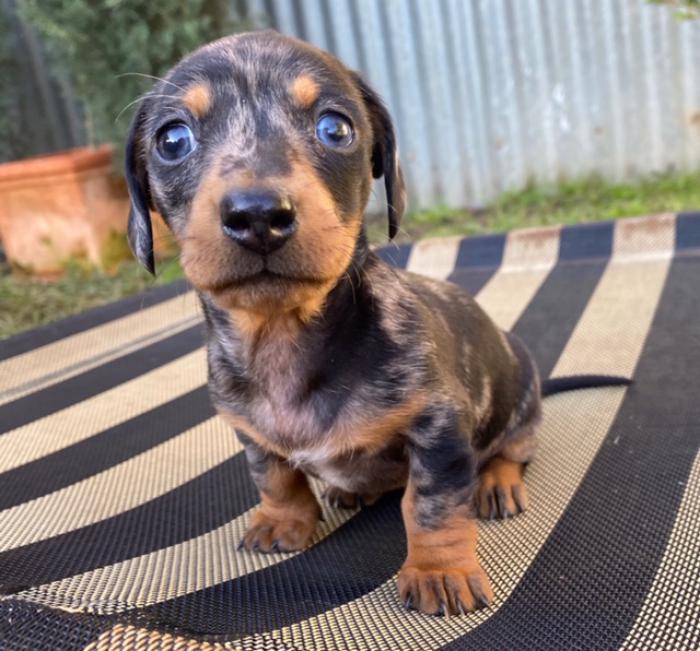 Purebred Miniature Dachshund Dogs for Sale & Free to a