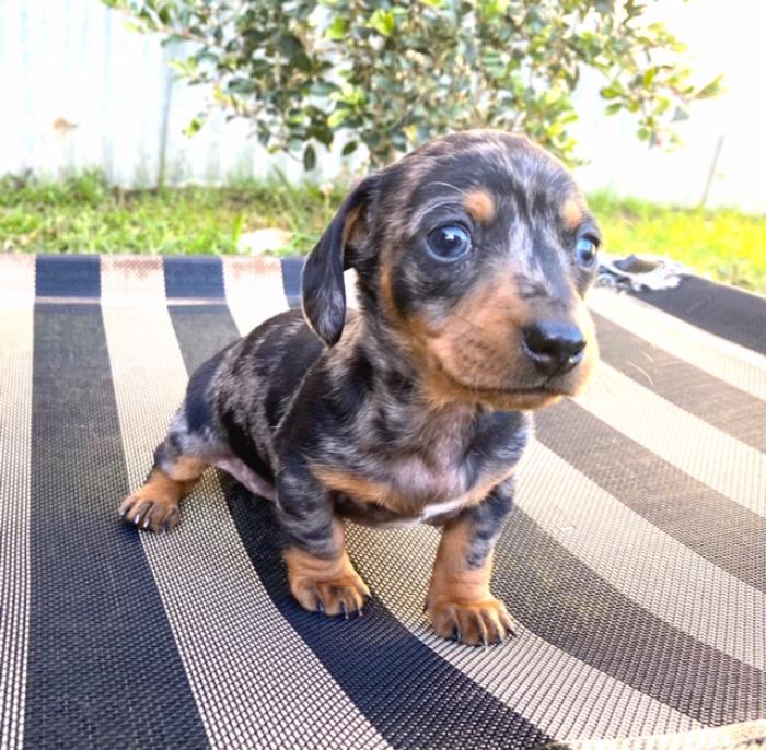 Purebred Miniature Dachshund Dogs for Sale & Free to a