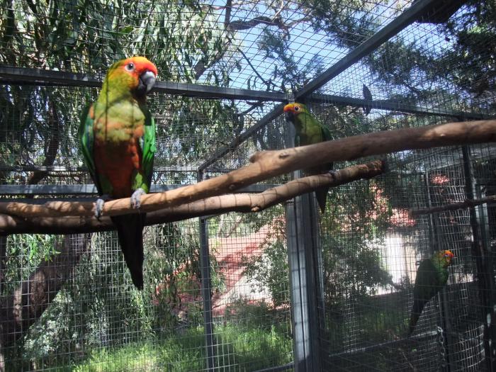 Gold Capped Conures, Breeding Pair with spare Hen