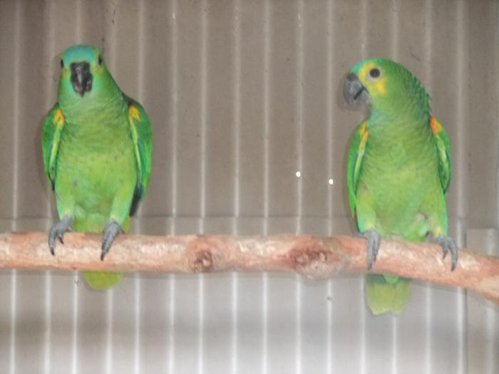 Blue Fronted Amazon Pair