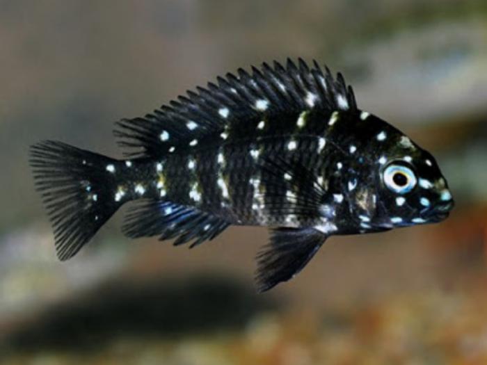 Duboisi tropheus fish
