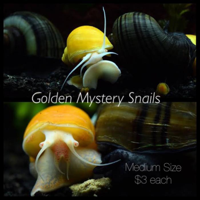 Mystery snails  $3 each or 2 for $5 Plenty available