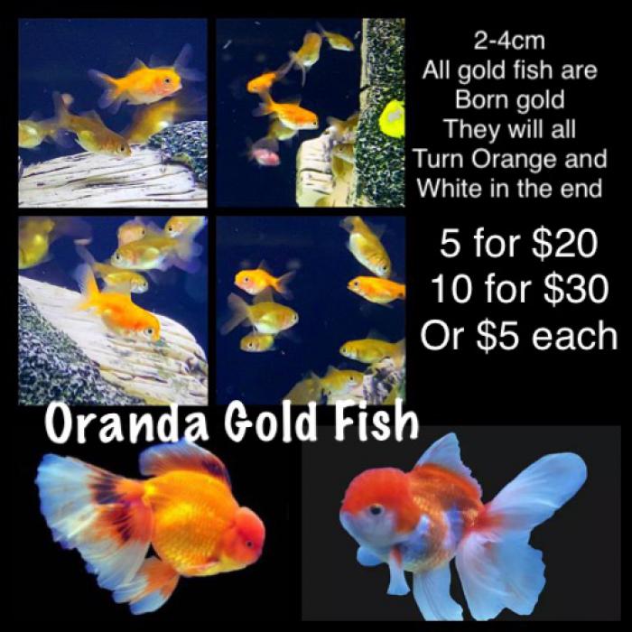 Oranda Gold Fish 2-4cm 5 for $20 10 for $30 20 for $50 