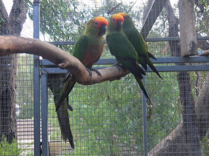 Gold Capped Conures, Breeding Pair with spare Hen