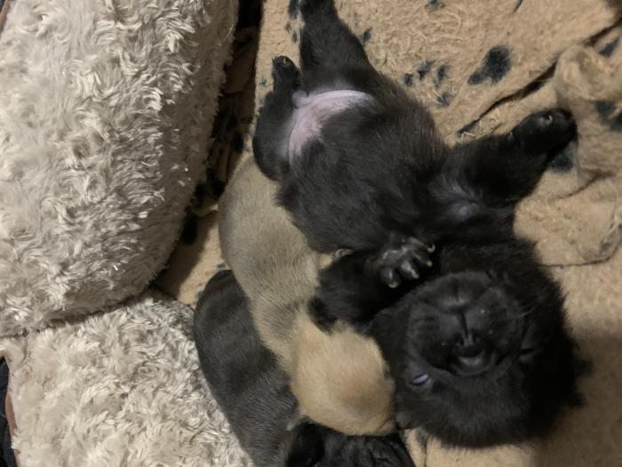 Pug cross pups for sale