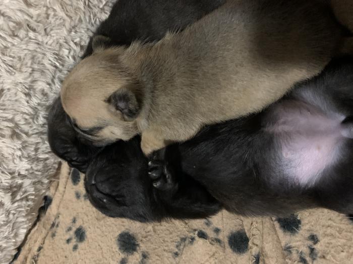 Pug cross pups for sale