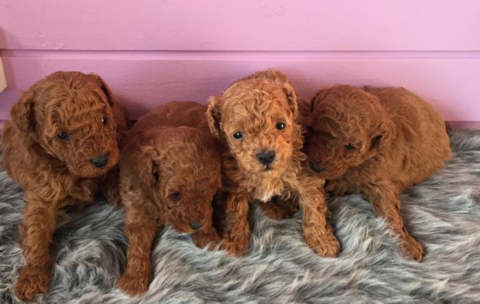 Toy Poodle Pups Parents DNA clear