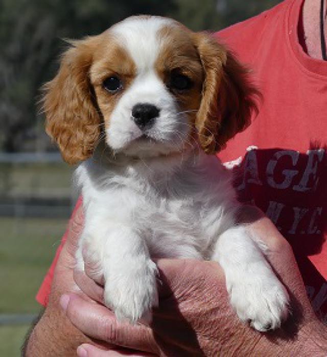 Cavalier King Charles gorgeous blenheim puppies READY NOW