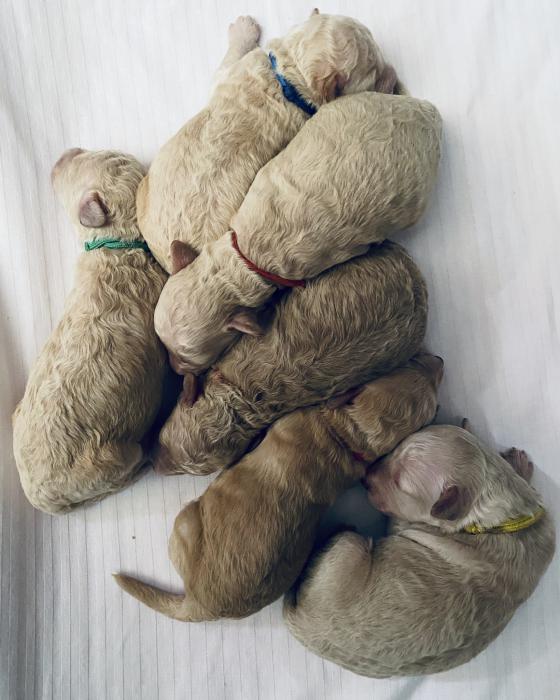 Purebred miniature poodles 