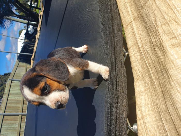male purebred Beagle $3500 Ready now!