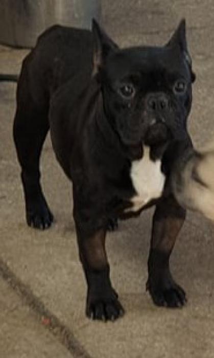 3 year old French bulldog female- forever home!