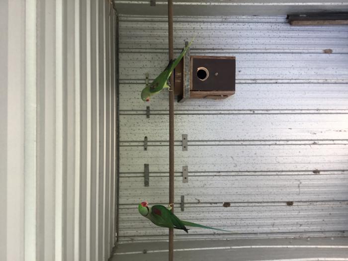Alexandrine parrots 