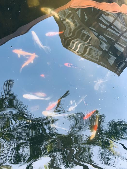 18 x KOI FISH - Assorted sizes, healthy, loved.