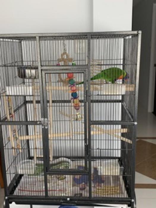 Rainbow Lorikeet and cage for sale