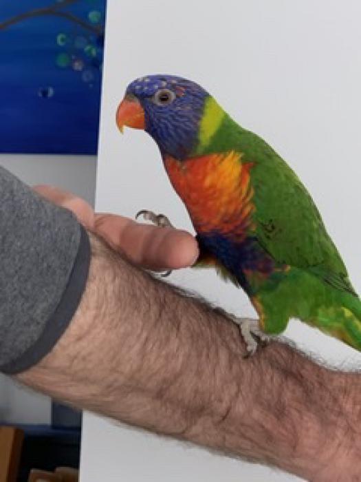 Rainbow Lorikeet and cage for sale