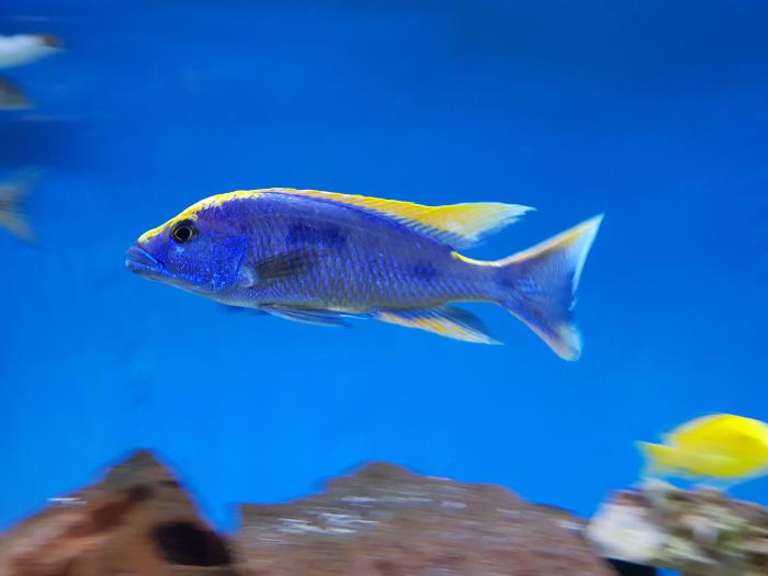 African cichlids price reduced