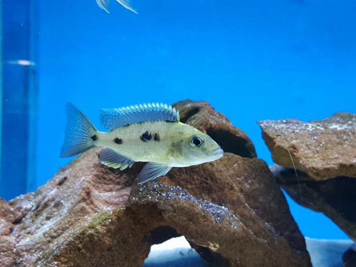African cichlids price reduced