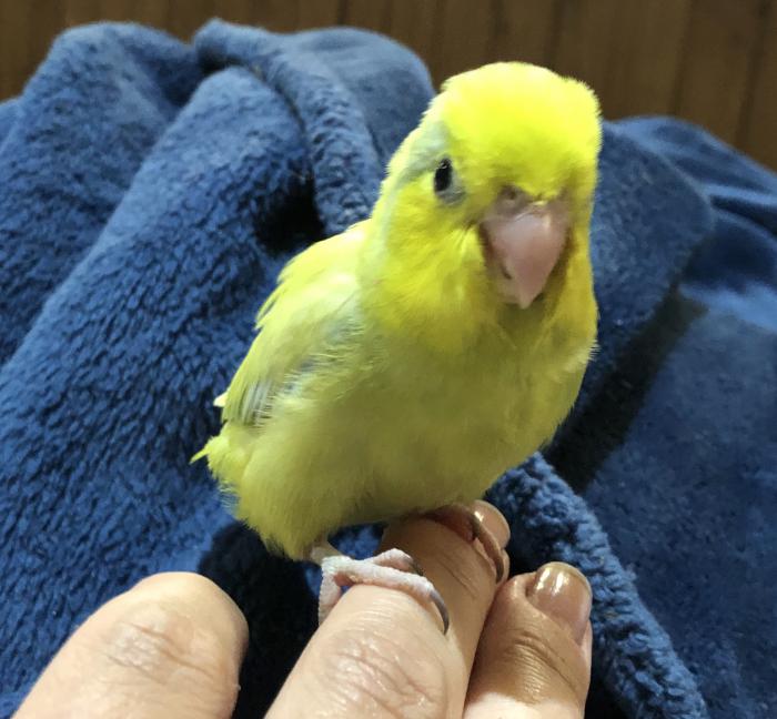 Hand raised American yellow pacific parrotlet