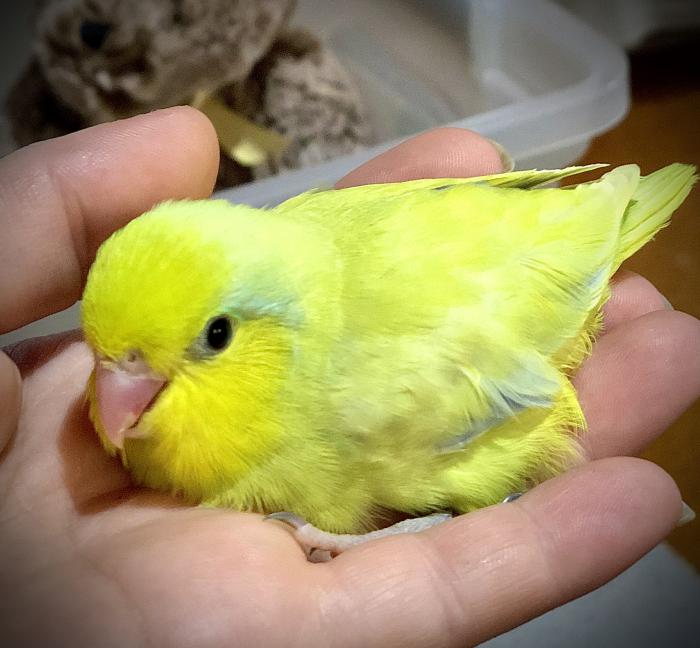 Hand raised American yellow pacific parrotlet