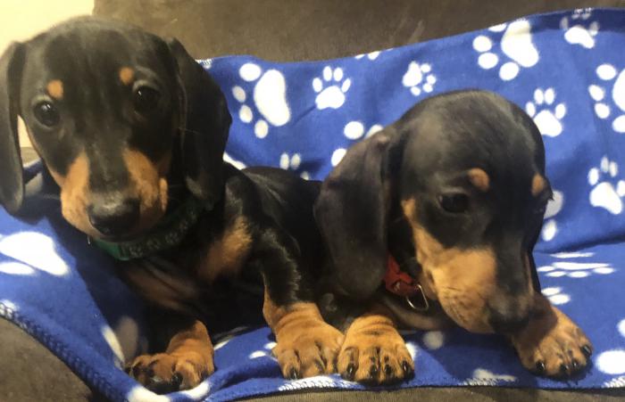 Mini Dachshund pups Dogs for Sale & Free to a Good Home