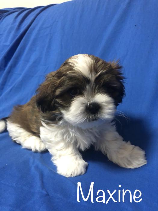 5 beautiful Maltese x shihtzu puppies for sale $3,500