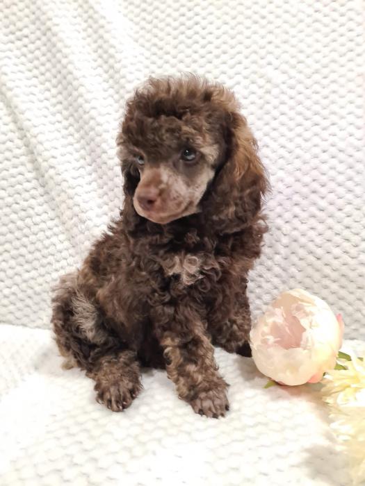 Toy Poodle Female puppy 