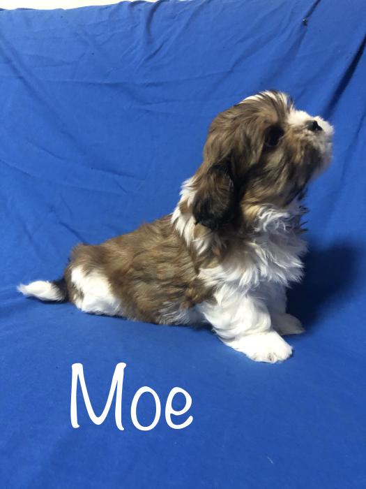 5 beautiful maltese shihtzu puppies have all been sold