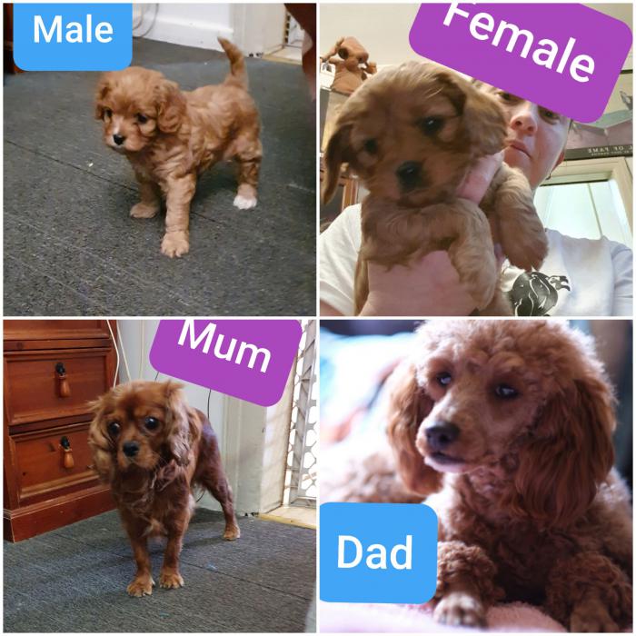 Cavoodle Puppies 1 Male Left $6,000each. Ready 22.8.20