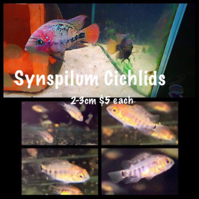 Synspilum Cichlids 2-3cm 8 for $30 or $5 each 