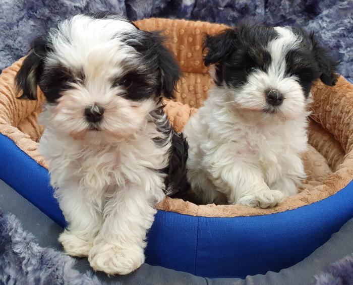 Shimoodle pup Shih Tzu x Maltese x Toy Poodle Dogs for