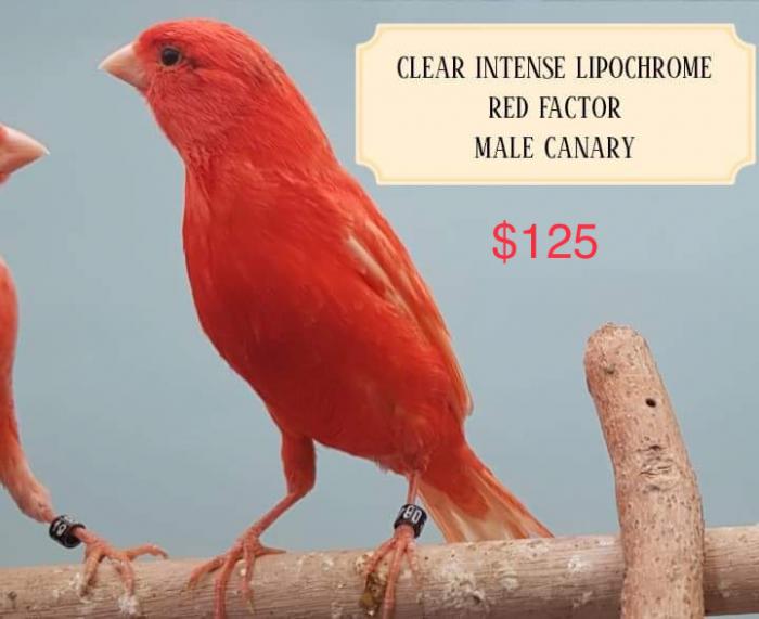 Lipochrome Canaries price on photo