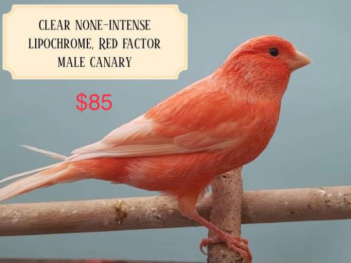 Lipochrome Canaries price on photo