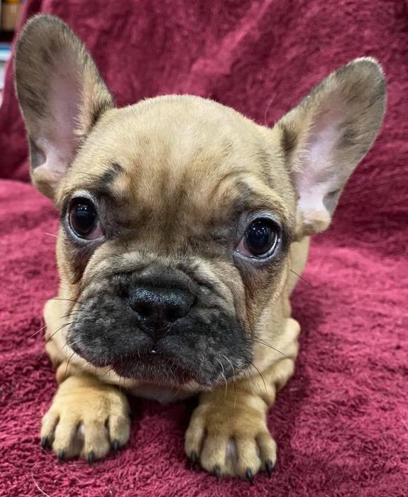 Registered French Bulldog puppy- Blue Fawn Merle Male