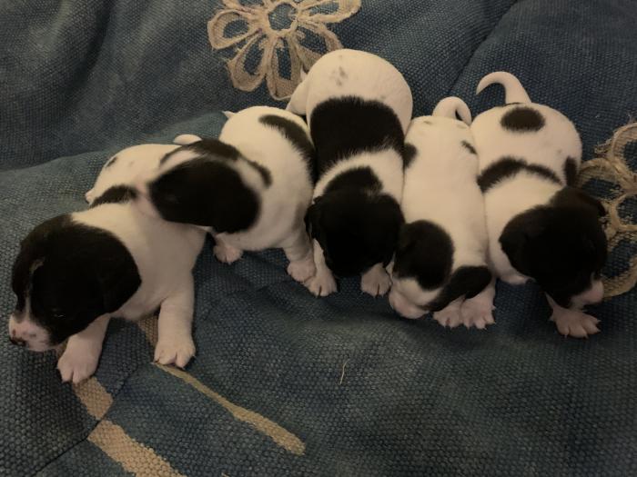 Miniature foxy puppies for sale