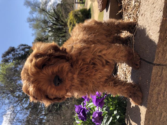 READY NOW 1st generation toy cavoodle pup