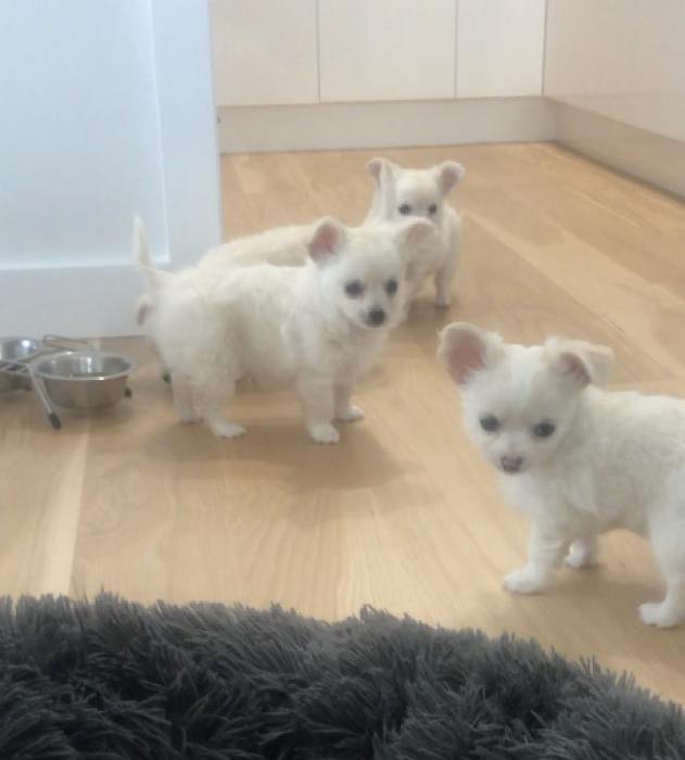 Male Long haired Chihuahua Puppies $ 3000 each