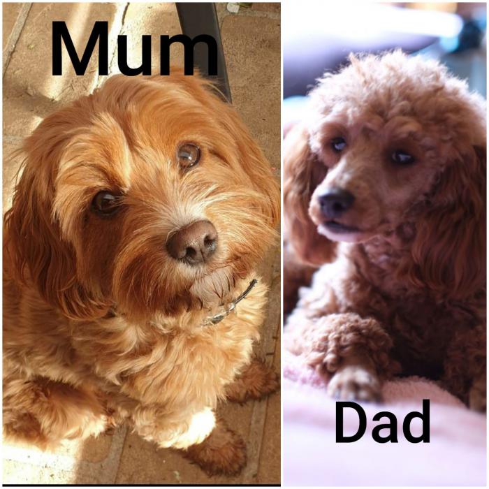Cavoodle Puppies 4M 2F Ready 22.9.20
