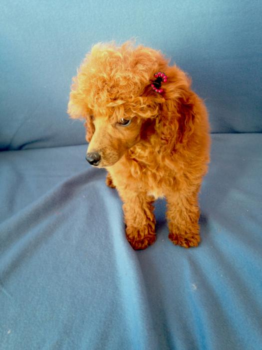 Purebred toy poodle Female
